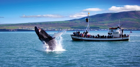 Humpback whale near Husavik